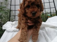 Orjinal Toy Poodle