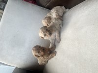 SIFIR BOY MALTİPOO VE PODDLE BEBEKLER