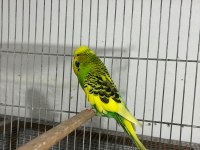 Jumbo muhabbet kuşu