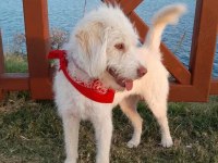 3 numara Terrier ücretsiz sahiplendirme