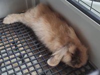 Lop tavşan cins