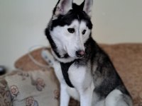 Sibirya kurdu köpeğimiz