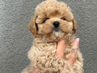 Sağlık Ve Irk Garantili Kore Maltipoo