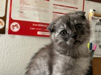Scottish fold kedimiz için ulaşın