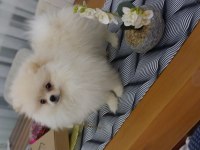 POMERANİAN ERKEK YAVRU