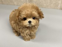 ÜST KALİTE EĞİTİMLİ MALTİPOO YAVRULARIMIZ