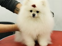 Bulgaristan dan Gelme Pomeranian Irkının En iyisi