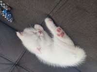 Evcil british longhair