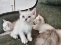 SHOW KALİTE EVDE BAKTIĞIM AS11 KEDİLERİM
