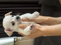 Chihuahua yavrularım