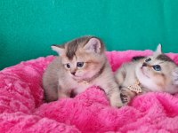 Golden British Shorthair yavrularımız hazır
