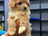 BEBEK YÜZLÜ SEVİMLİ MALTİPOO YAVRULARIMIZ