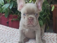 EGZOTİK YAVRU KÖPEKLER