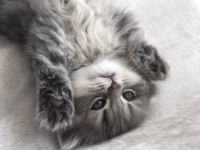 British longhair dişi yavrumuz ev ortamında doğdu