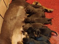 Orjinal king doberman yavrular