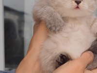 British shorthair kedisi