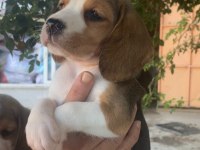 SDK çiftlikten elizabeth Beagle yavrular