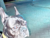 OĞLUMU SAHİPLENDİRİYORUM FRENCH BULLDOG