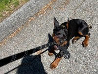 Referanslı Safkan Dobermanlar