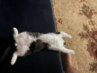 9 Aylık scottish fold Oğlum yuva arıyor