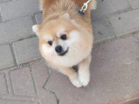 POMERANİAN KÖPEĞİMİZE ÇİFTLEŞTİRMEK İÇİN DİŞİ ARIYORUZ