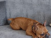Acil Satılık French Bulldog