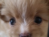 Maltipoo Bebişler Mavi Gözlü