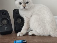 Scottish fold blu point erkek yavrular