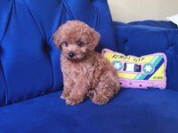 Toy Poodle Erkek Güzeli