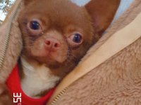 Şivava yavru köpek