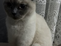 SAKİN UYSAL VE SEVECEN KEDİMİZ BALIM