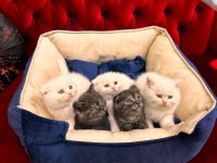 british shorthair ve scottish fold yavrularımız
