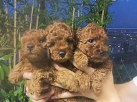 Kore poodle yavrular