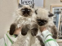British Longhair Chocolate Point