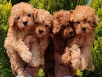 Teslime Hazır Toy Poodle Yavrular