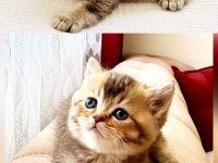 British shorthair golden