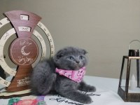 Dişi erkek british shorthair mevcuttur