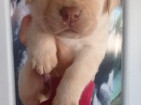 Labrador köpeği yavrularımız