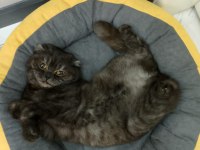 2 Yaşında Dişi Scottish Fold Kızımıza Yuva Arıyoruz