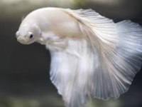 Betta Balığı