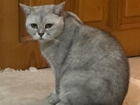 British Shorthair Kısır Ve Çok Uysal