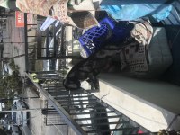 2 aylık cane corso