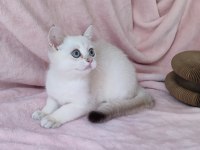 Safkan British Shorthair