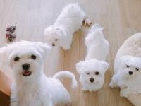 Maltese Terrier Xs Sıfır No Evümüzin Minük Neşeleri