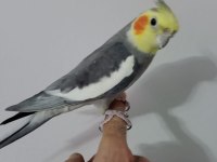 Konuşan Evcil Erkek Sultan Papağanı