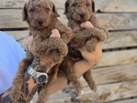 Labradoodle Yavruları