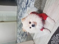 Pomeranian boo 1 yaşında
