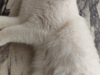 Sakin scottish fold prens