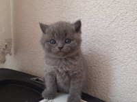 2 Aylık British Shorthair Yavrular
