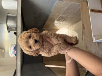 Maltipoo yavrularımız